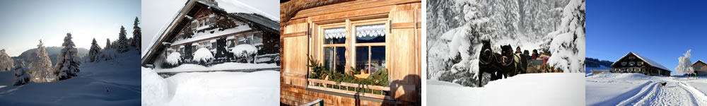 Winterzeit Alpe Moos und Pferdeschlittenfahrten mit unseren Norikern